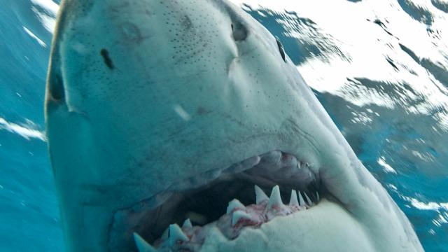 aanval-haai-kost-tsjechische-duiker-in-egypte-leven.jpg
