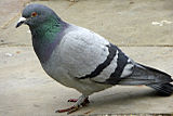 160px-Rock_Dove_(Feral_Pigeon)_(Columba_livia)_-_geograph.org.uk_-_1309587.jpg