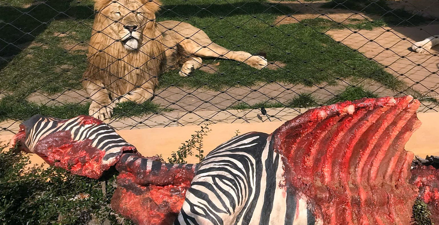 Bloederig beeld in Tsjechische dierentuin toont jachtgedrag leeuwen