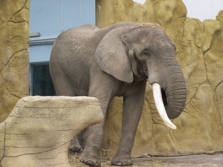 Afrikaanse-olifant-correct-gespiegeld-750x562.jpg